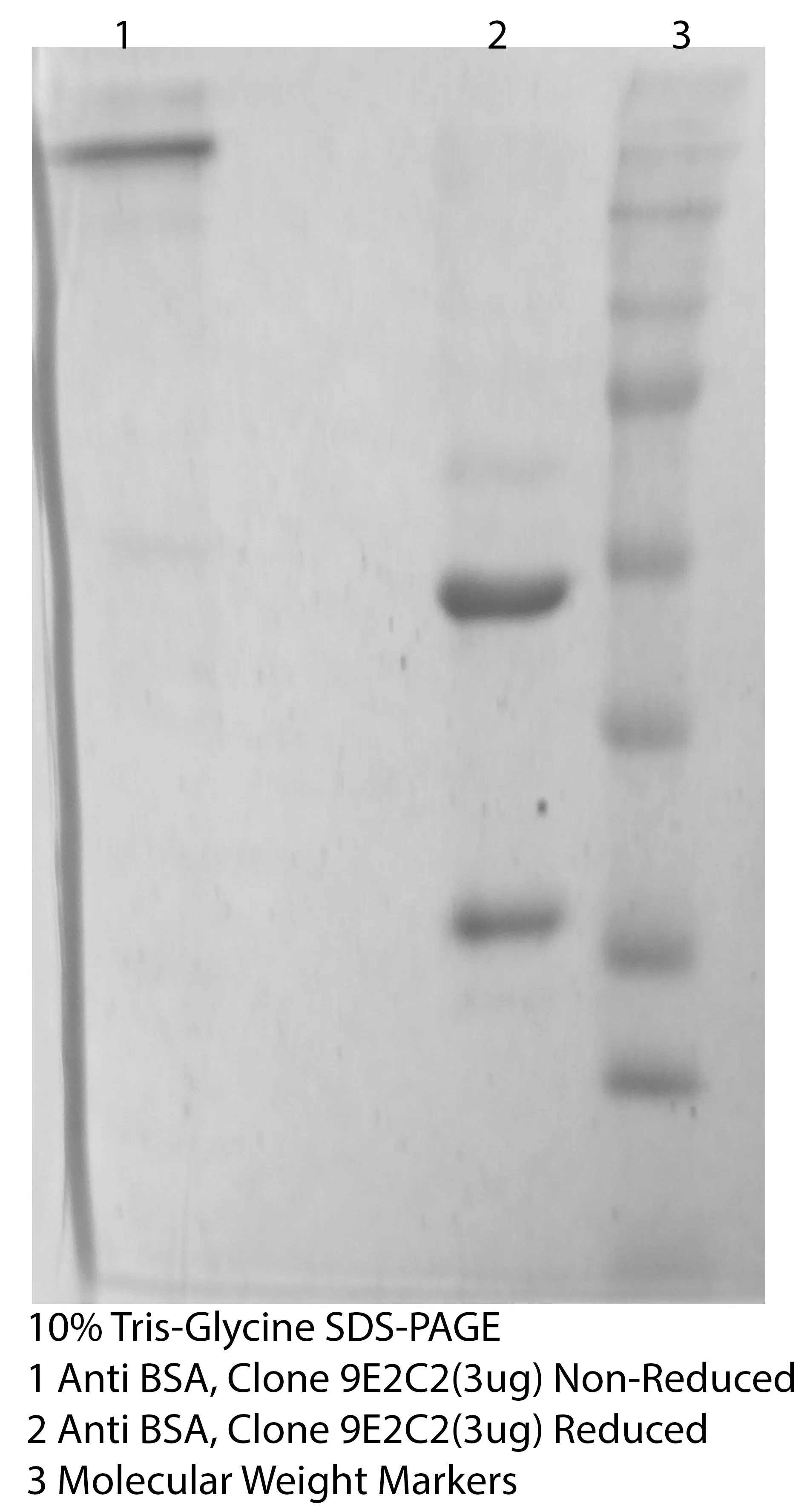 *Mouse Anti Bovine Serum Albumin (BSA) Monoclonal Clone 12C8D4